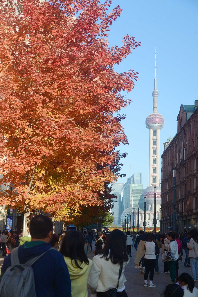 A photo taken on November 21, 2023 shows a view of maple trees and the Oriental Pearl Tower in Shanghai. /CFP