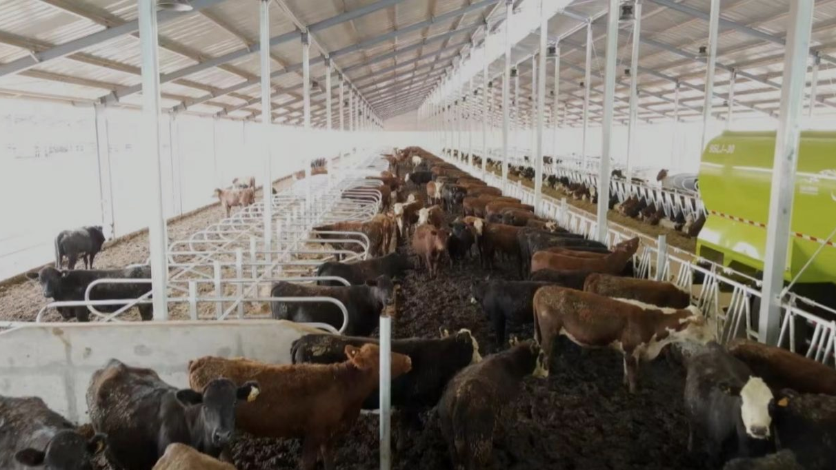 The cattle imported from Uruguay at a farm in Xundian County, southwest China's Yunnan Province, July 20, 2021. /CGTN 