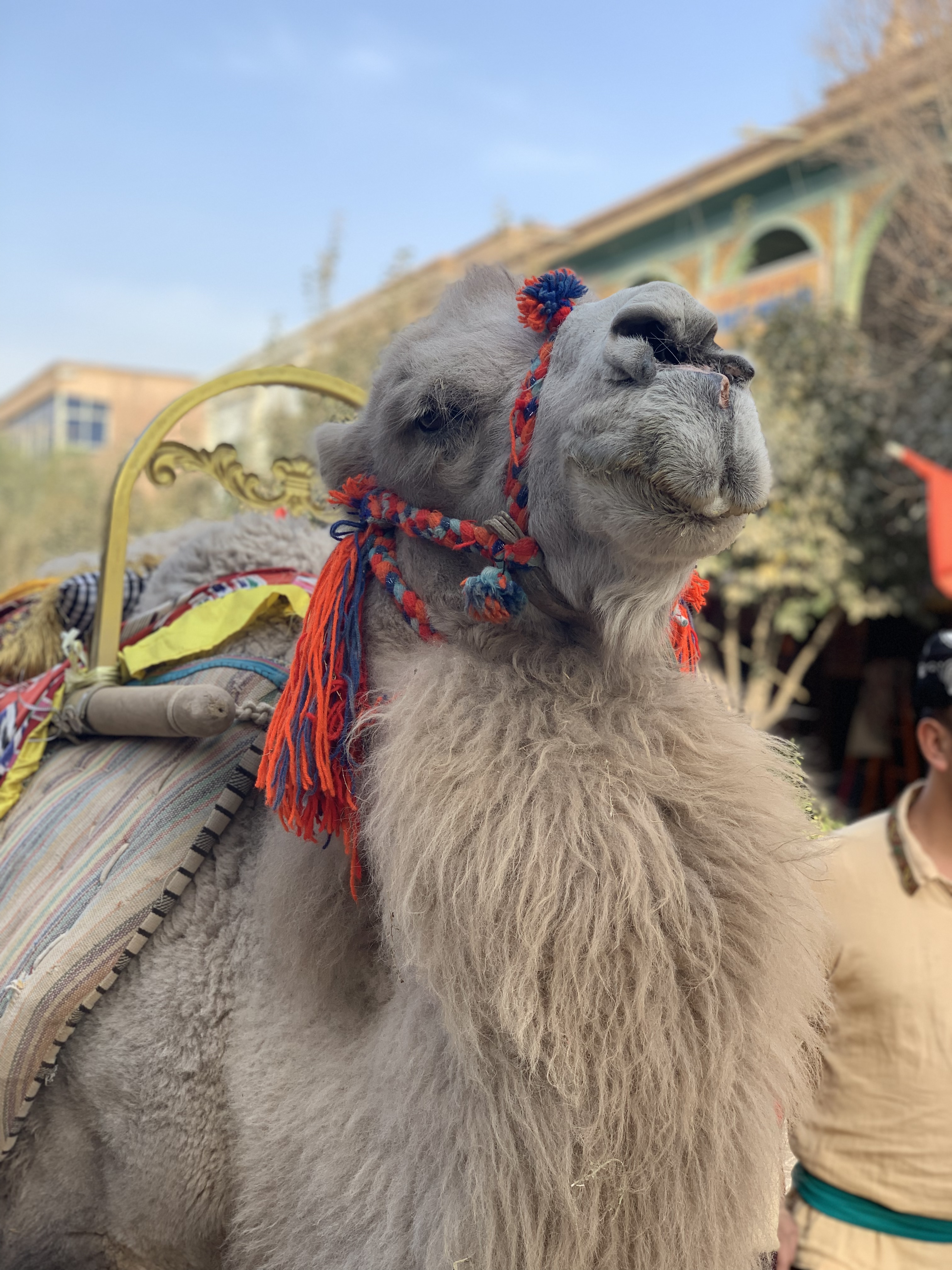 A photo shows a camel in the ancient city of Kashgar, Xinjiang. /CGTN