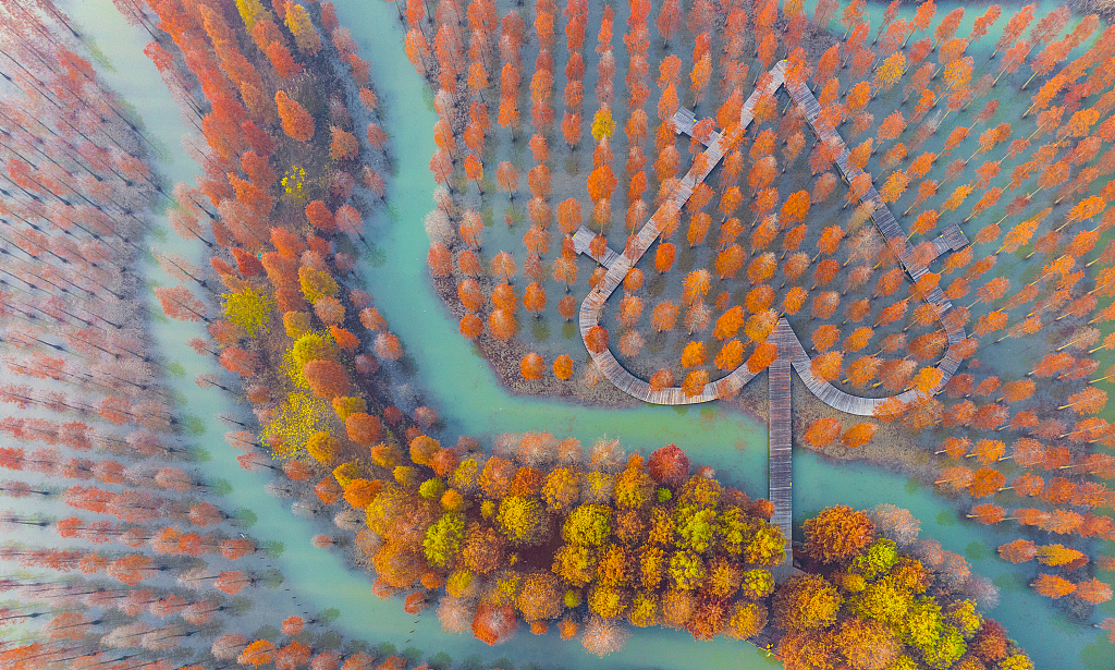 The aerial photo of the colorful metasequoia forest at the Hongze Lake Wetland scenic spot in Suqian, east China's Jiangsu Province, taken on November 23, 2023. /CFP
