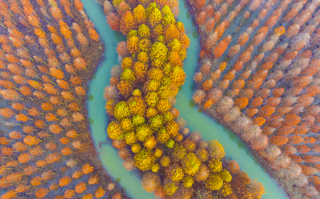 The aerial photo of the colorful metasequoia forest at the Hongze Lake Wetland scenic spot in Suqian, east China's Jiangsu Province, taken on November 23, 2023. /CFP
