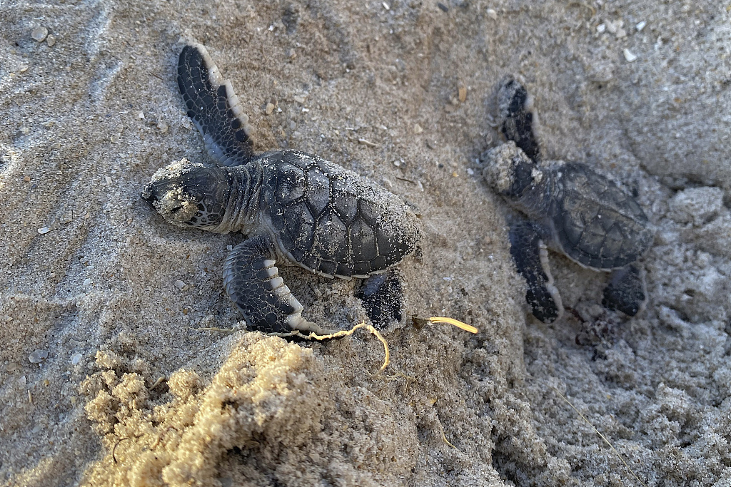A pair of green sea turtle hatchings make their way to the Atlantic Ocean at the Canaveral Sea Shore in Florida, USA on August 8, 2023. /CFP