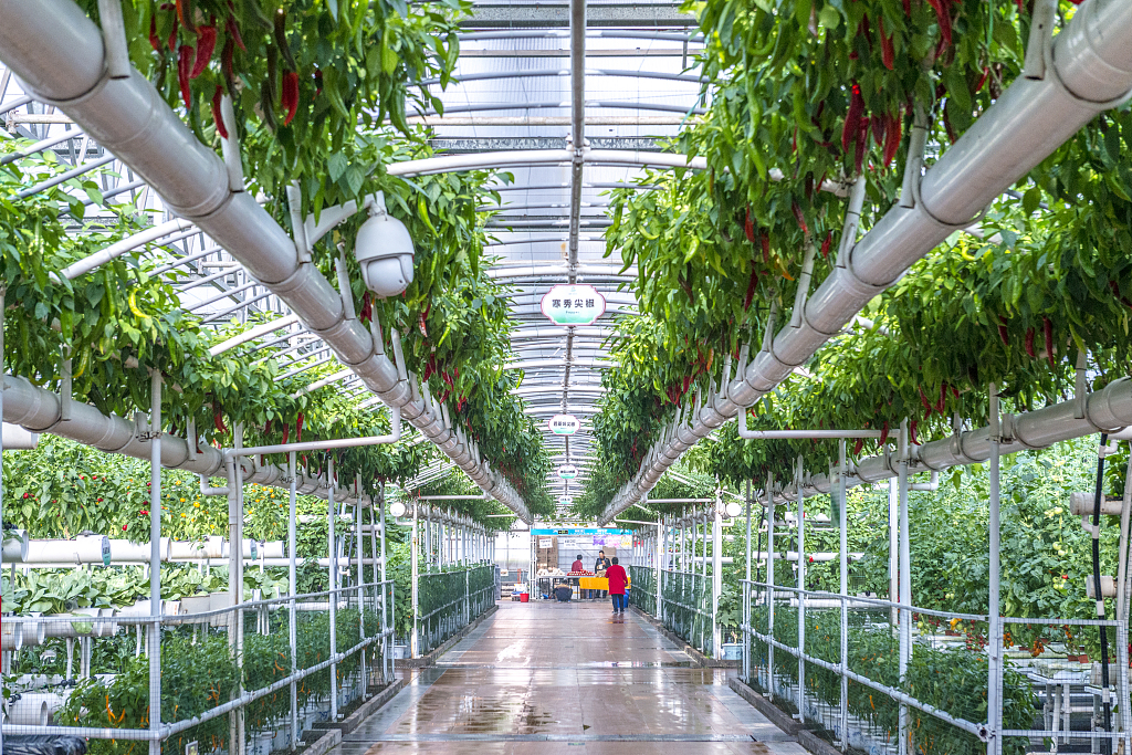 A view of Shouguang Vegetable Museum in east China's Shandong Province /CFP