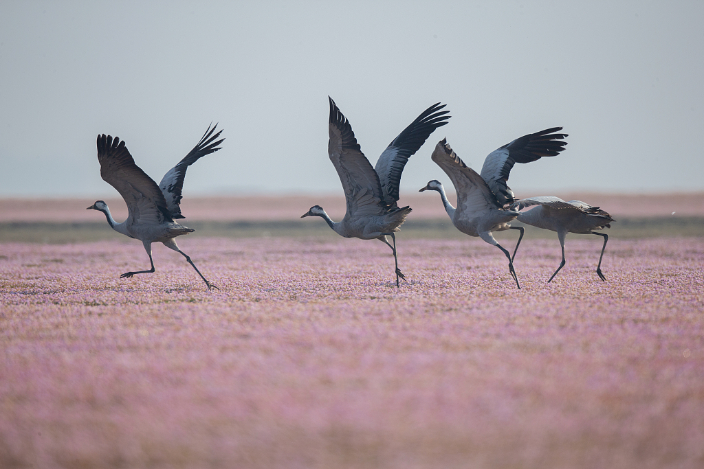 A photo taken on November 23, 2023 shows grey cranes strolling through a sea of smartweed flowers in Jiujiang, Jiangxi Province. /CFP