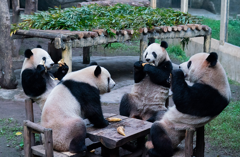 Giant pandas enjoy life at Chongqing Zoo, Chongqing Municipality, November 25, 2023. /CFP 