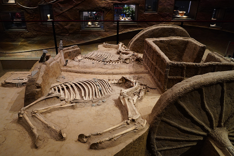 The photo, taken on November 24, 2023, shows a carriage dating back to the Shang Dynasty (1600-1046 BC) on display at the Chinese Archaeological Museum in Beijing. /CFP