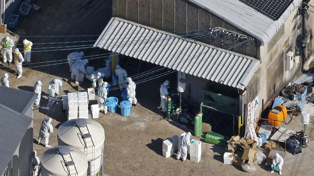 Officials in protective suits working to cull about 40,000 chickens at a poultry farm in Kashima in Saga Prefecture, southwestern Japan, November 25, 2023. /CFP
