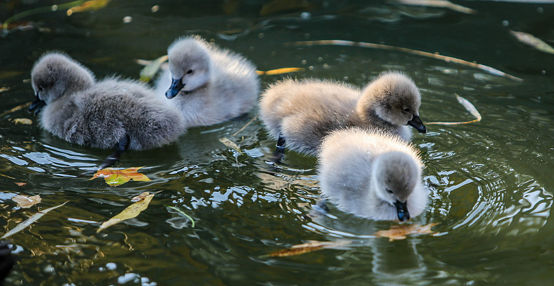 Four newborn black swan cygnets paddle across a lake in Jize County, Hebei Province, November 26, 2023. /CFP