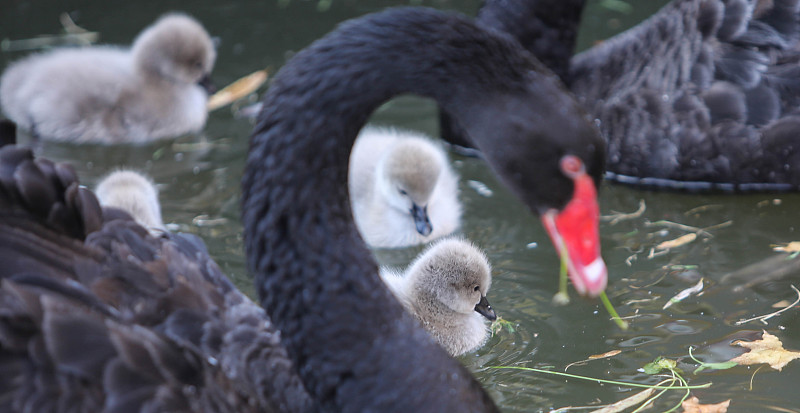 Four newborn black swan cygnets paddle across a lake with their parents in Jize County, Hebei Province, November 26, 2023. /CFP