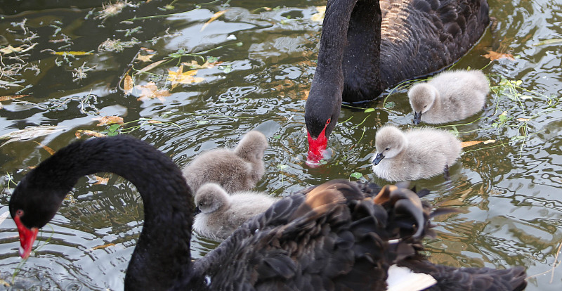 Four newborn black swan cygnets paddle across a lake with their parents in Jize County, Hebei Province, November 26, 2023. /CFP