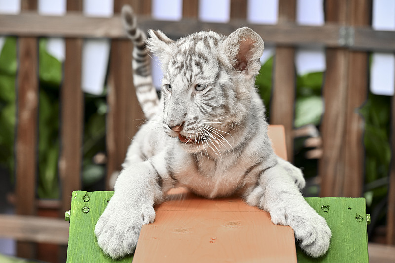 A newborn white tiger cub makes its debut at the Guangzhou Chimelong Safari Park in Guangzhou City, Guangdong Province, November 26, 2023. /CFP