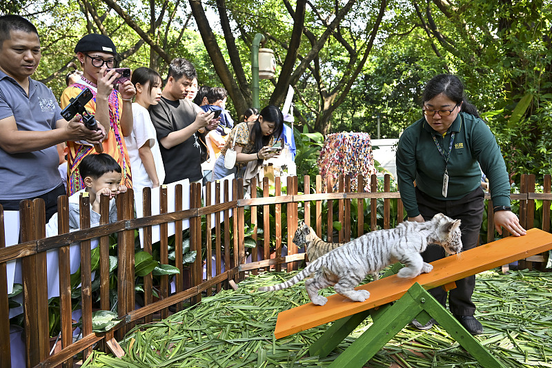 Visitors flock to see the newborn white tiger cubs at the Guangzhou Chimelong Safari Park in Guangzhou City, Guangdong Province, November 26, 2023. /CFP