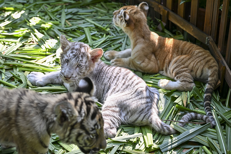 Newborn tiger cubs meet the public at the Guangzhou Chimelong Safari Park in Guangzhou City, Guangdong Province, November 26, 2023. /CFP