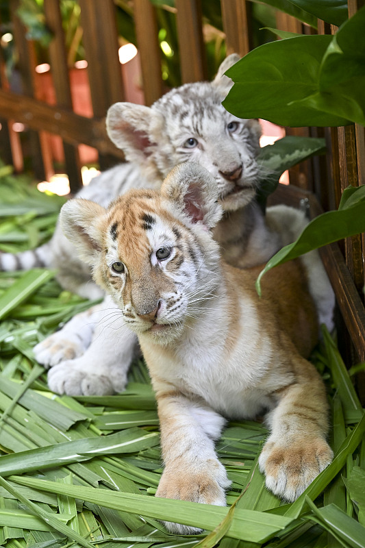 Newborn tiger cubs meet the public at the Guangzhou Chimelong Safari Park in Guangzhou City, Guangdong Province, November 26, 2023. /CFP