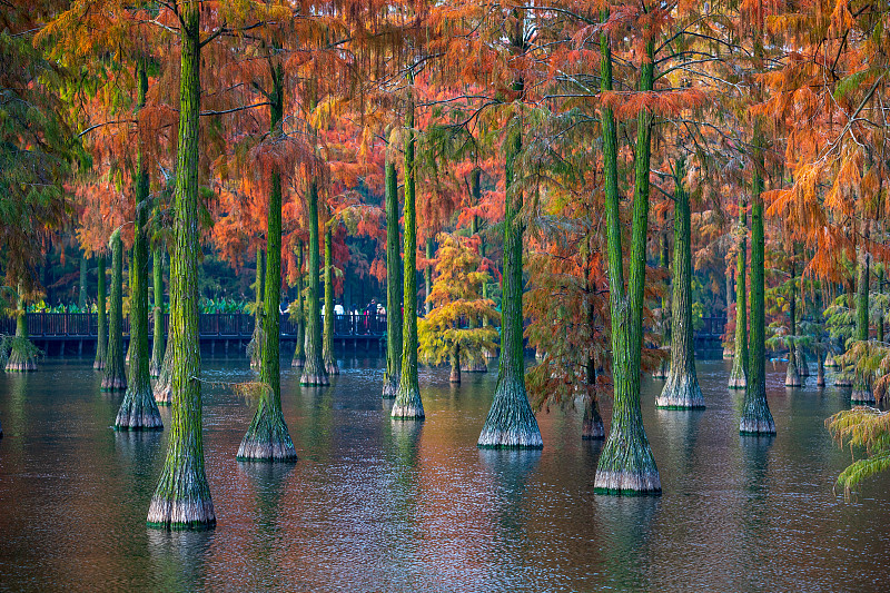 The photo, taken on November 26, 2023, shows colorful trees adorning the Zhangdu Lake Wetland in Wuhan City, Hubei Province. /CFP
