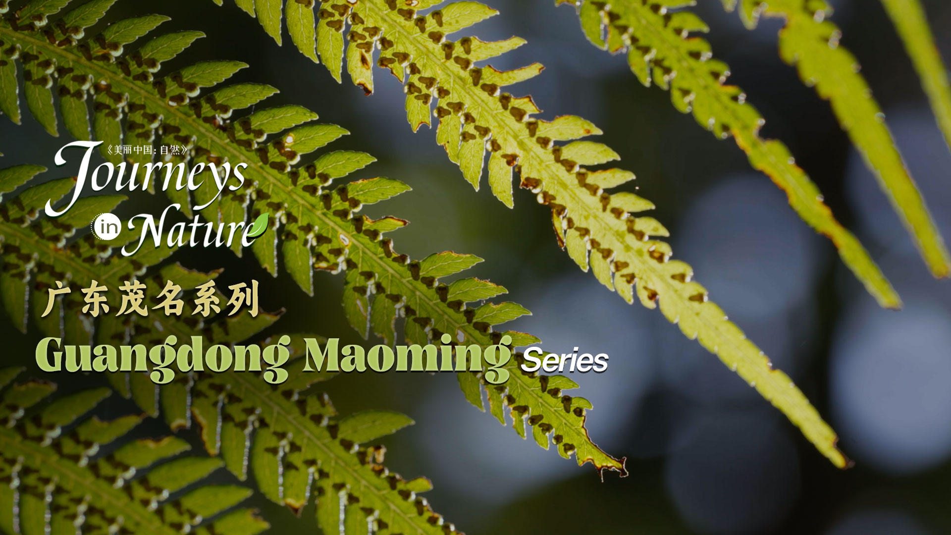 CGTN Nature presents 'Journeys in Nature: Guangdong Maoming Series'