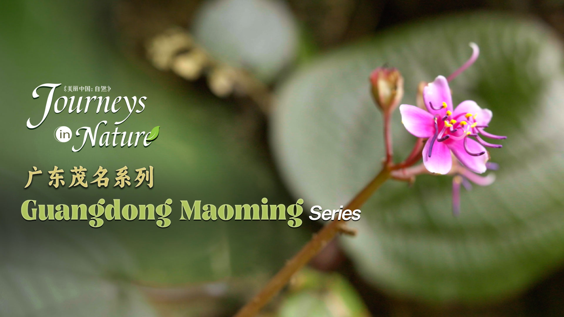 CGTN Nature presents 'Journeys in Nature: Guangdong Maoming Series'