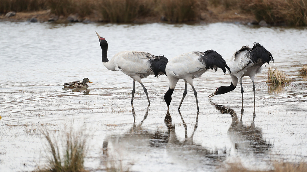 Black-necked cranes thrive in Dashanbao National Nature Reserve of southwest China's Yunnan Province. /CFP