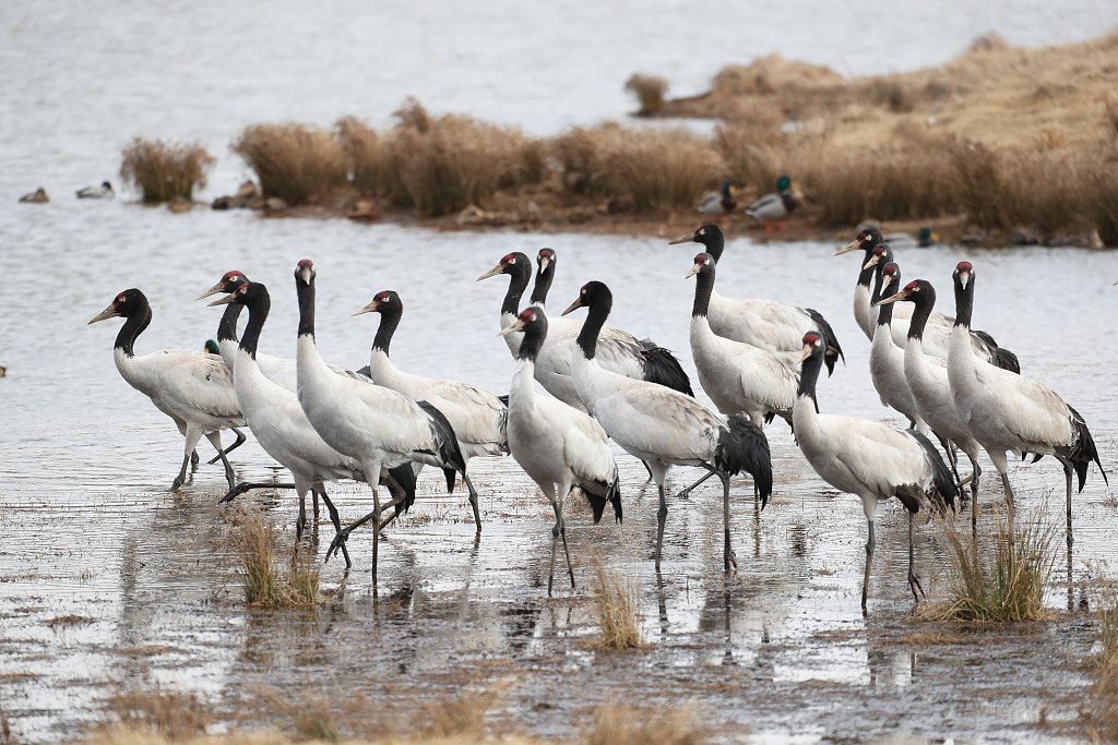 The reserve, located in the Zhaoyang District of Zhaotong City, is the most significant wintering habitat and transfer station for migratory black-necked cranes on the Yunnan-Guizhou Plateau. /CFP