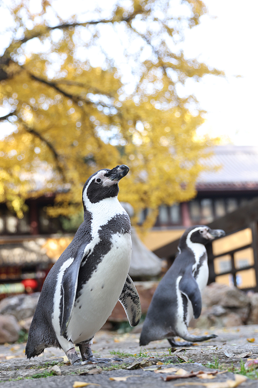 Two penguins visit a tourist spot in Nanjing City, Jiangsu Province, November 27, 2023. /CFP