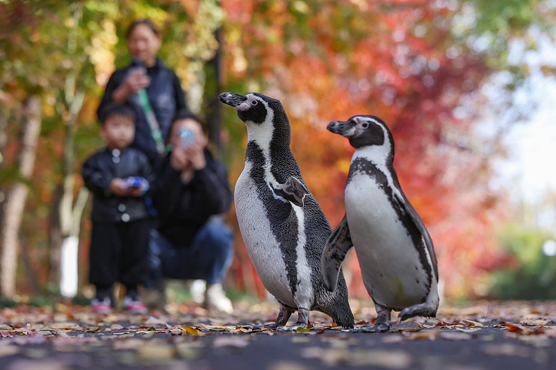 Two penguins visit a tourist spot in Nanjing City, Jiangsu Province, November 27, 2023. /CFP