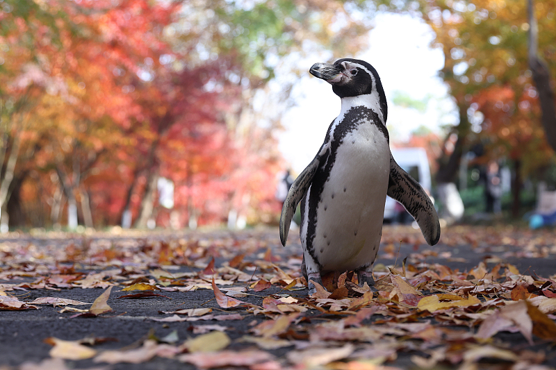 A penguin visits a tourist spot in Nanjing City, Jiangsu Province, November 27, 2023. /CFP