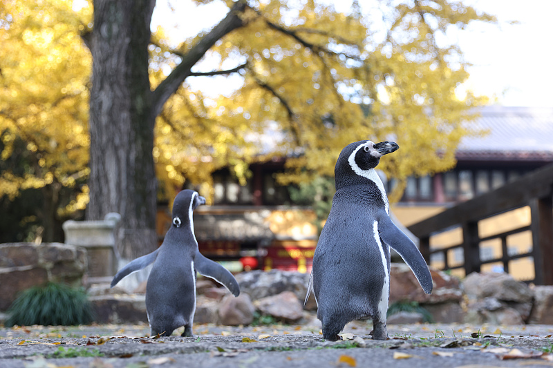 Two penguins visit a tourist spot in Nanjing City, Jiangsu Province, November 27, 2023. /CFP