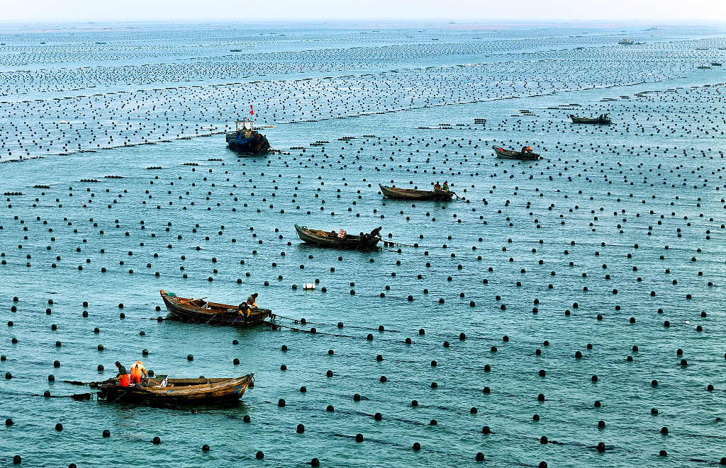 A photo taken on November 27, 2023, shows the view of the seaweed cultivating region of Rongcheng in Shandong Province, China. /CFP