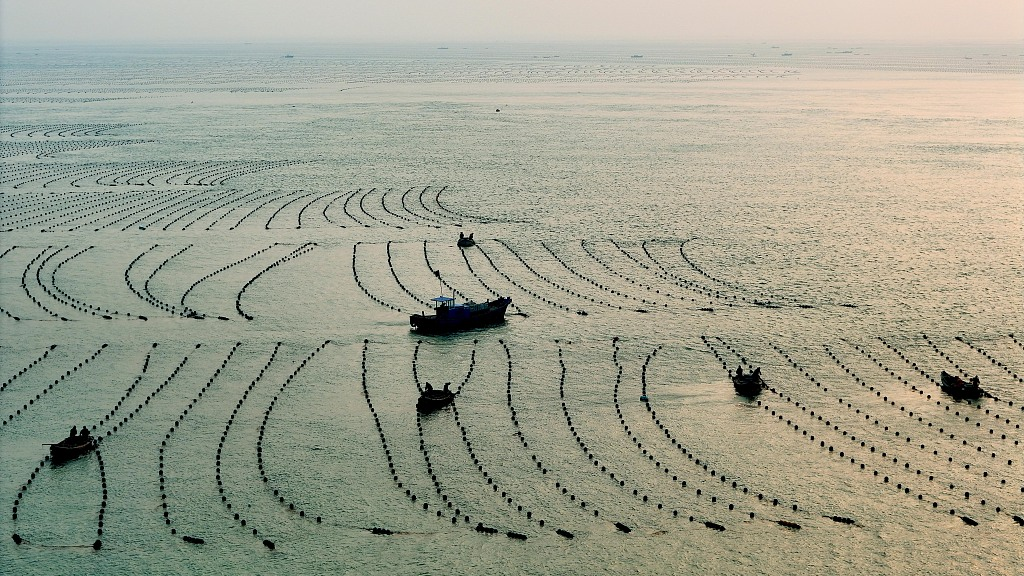 A photo taken on November 27, 2023, shows the view of the seaweed cultivating region of Rongcheng in Shandong Province, China. /CFP