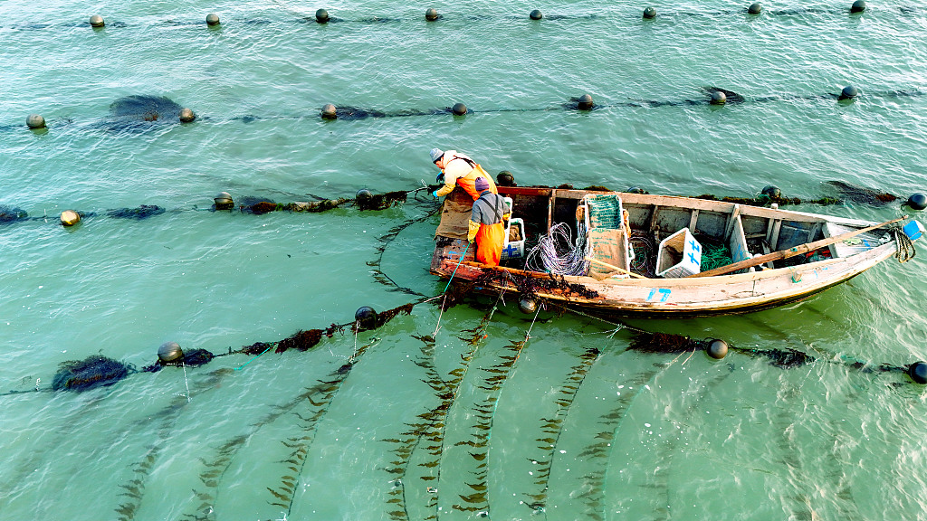 A photo taken on November 27, 2023, shows fishermen cultivating seaweed near the sea in Rongcheng, Shandong Province, China. /CFP