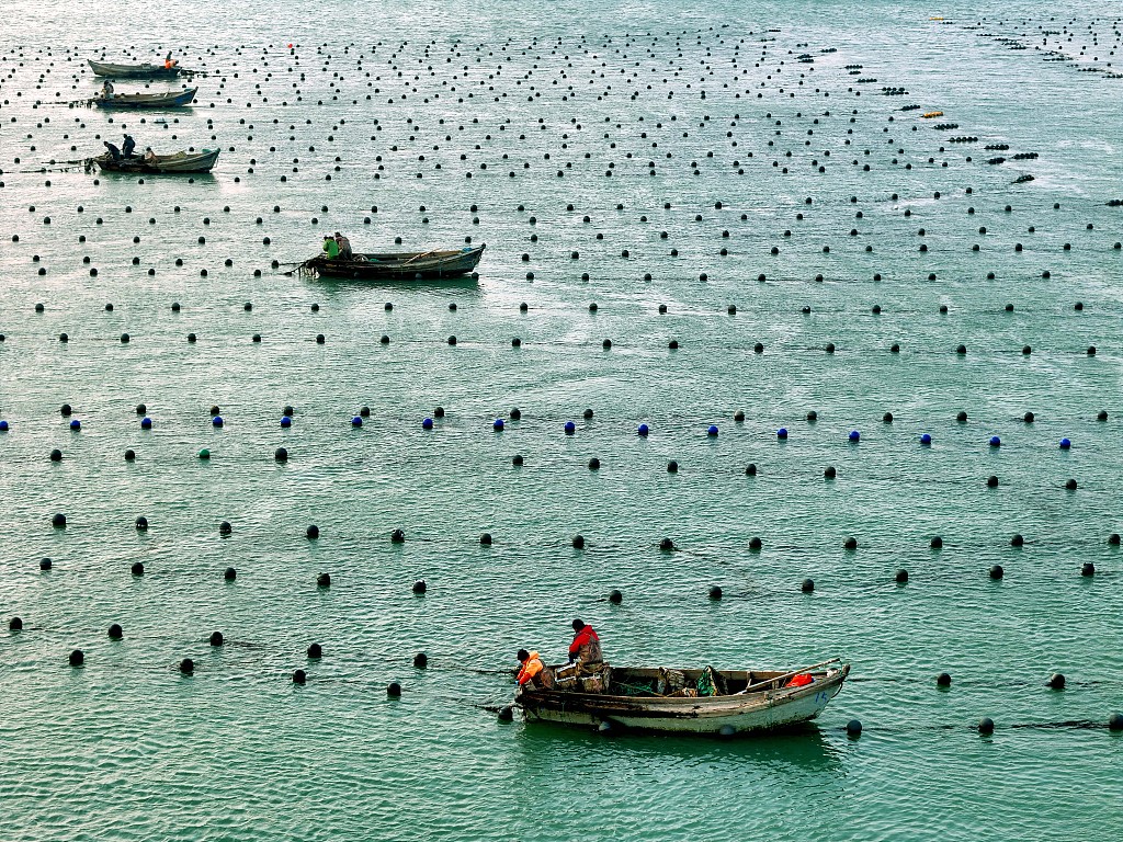 A photo taken on November 27, 2023, shows the view of the seaweed cultivating region of Rongcheng in Shandong Province, China. /CFP