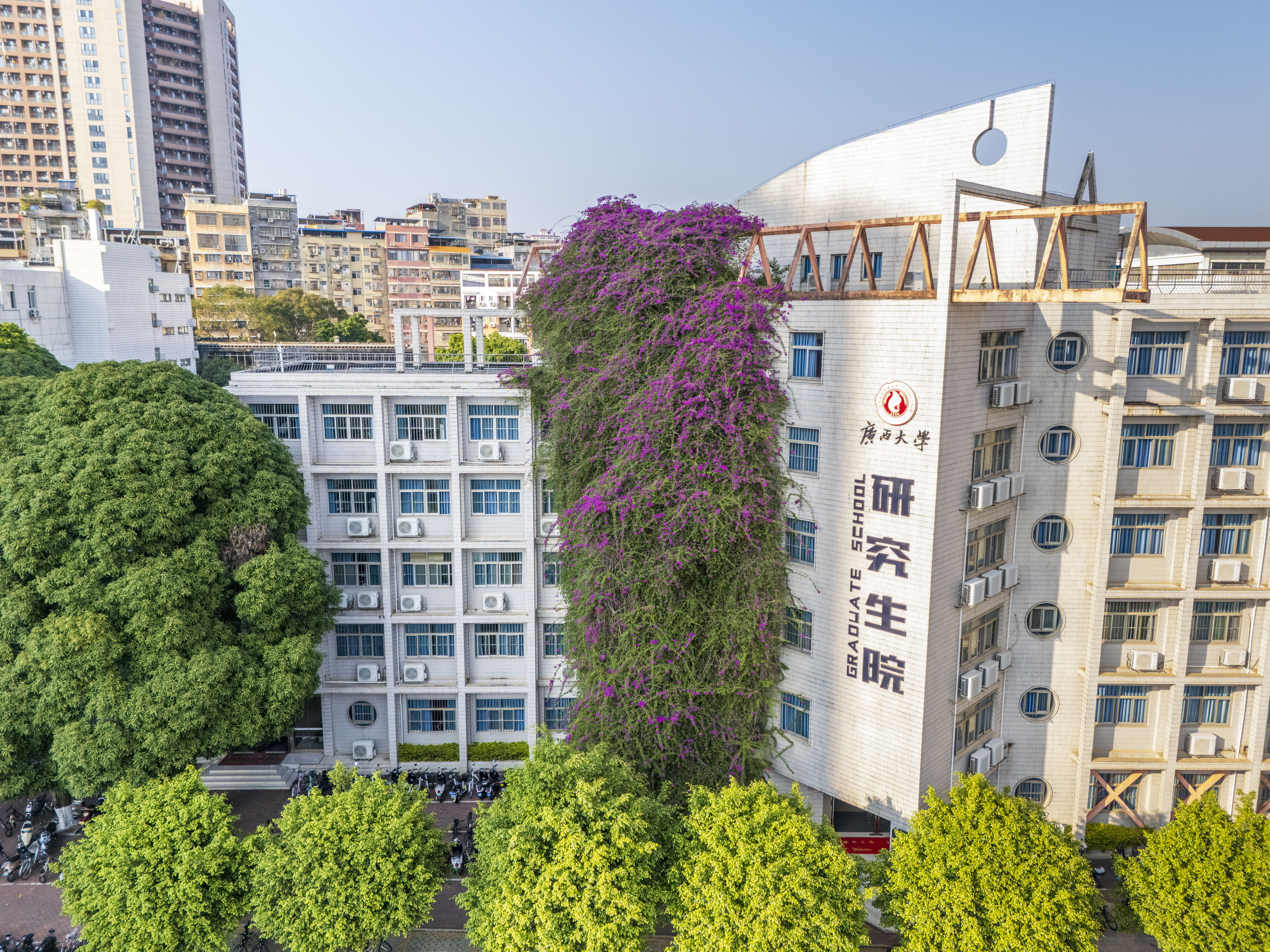 A giant bougainvillea cultivated as a natural decoration is seen wrapped around the facade of a building at a campus in Nanning City, Guangxi Zhuang Autonomous Region, November 27, 2023. /IC