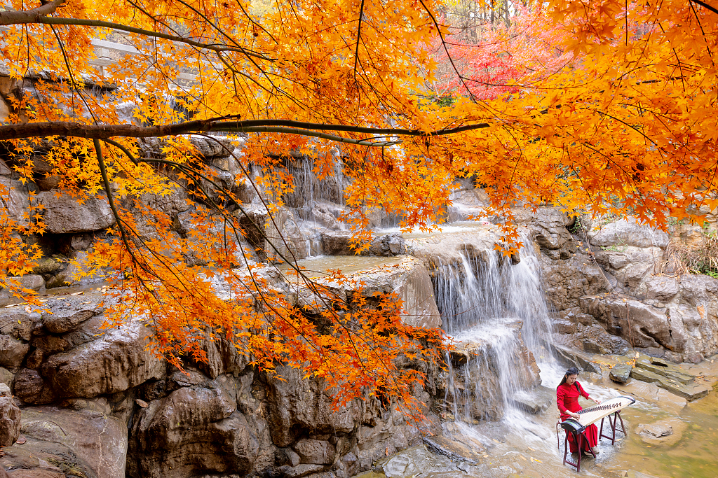 A visitor plays the guzheng, a Chinese zither, against the backdrop of a waterfall and colorful leaves in Dayi Mountain scenic area in Lianyungang, Jiangsu Province on November 26, 2023. /CFP