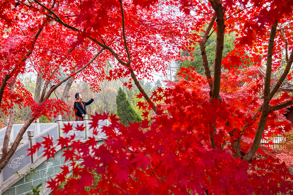 A visitor admires the red leaves in Dayi Mountain scenic area in Lianyungang, Jiangsu Province on November 26, 2023. /CFP
