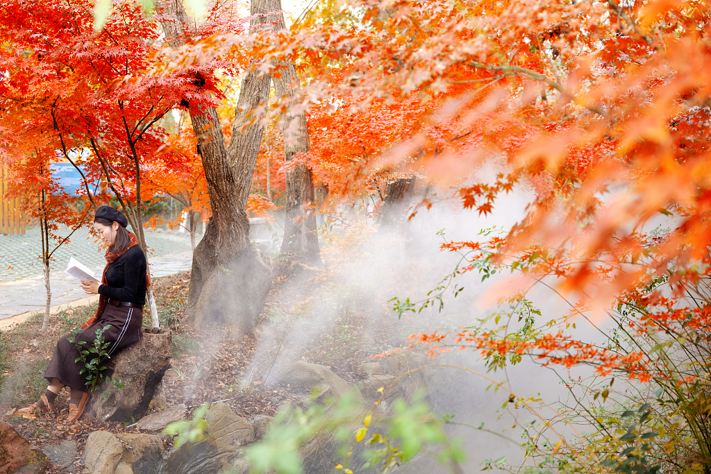 A visitor reads a book under the maple trees in Dayi Mountain scenic area in Lianyungang, Jiangsu Province on November 26, 2023. /CFP