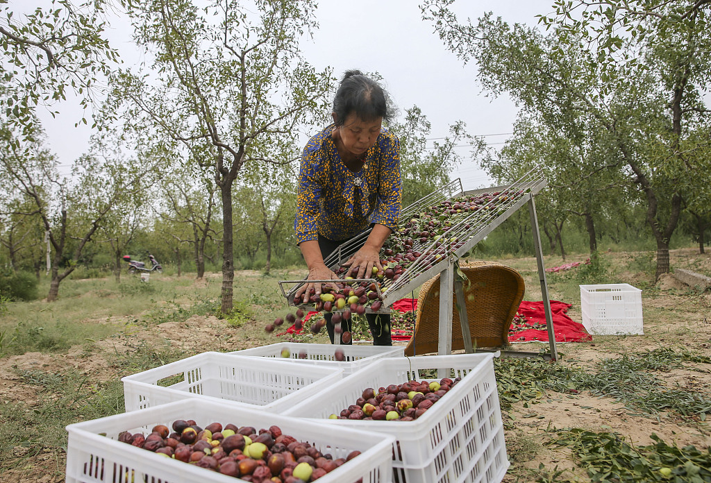A photo taken on September 14, 2020, shows a woman sorting jujubes in an orchard in Jishan County of Yuncheng, Shanxi Province. /CFP