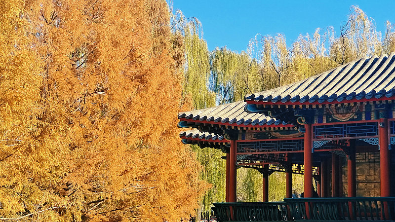 The photo, taken on November 27, 2023, shows trees and plants changing colors in winter to add bright hues to Zhongshan Park in Beijing. /CFP