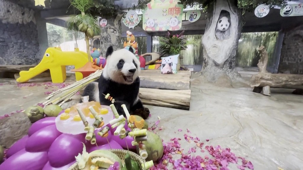Photo taken on November 25, 2023 shows one of the giant pandas enjoying fresh fruit at the Hainan Tropical Wildlife Park and Botanical Garden in Haikou, Hainan Province. /CFP