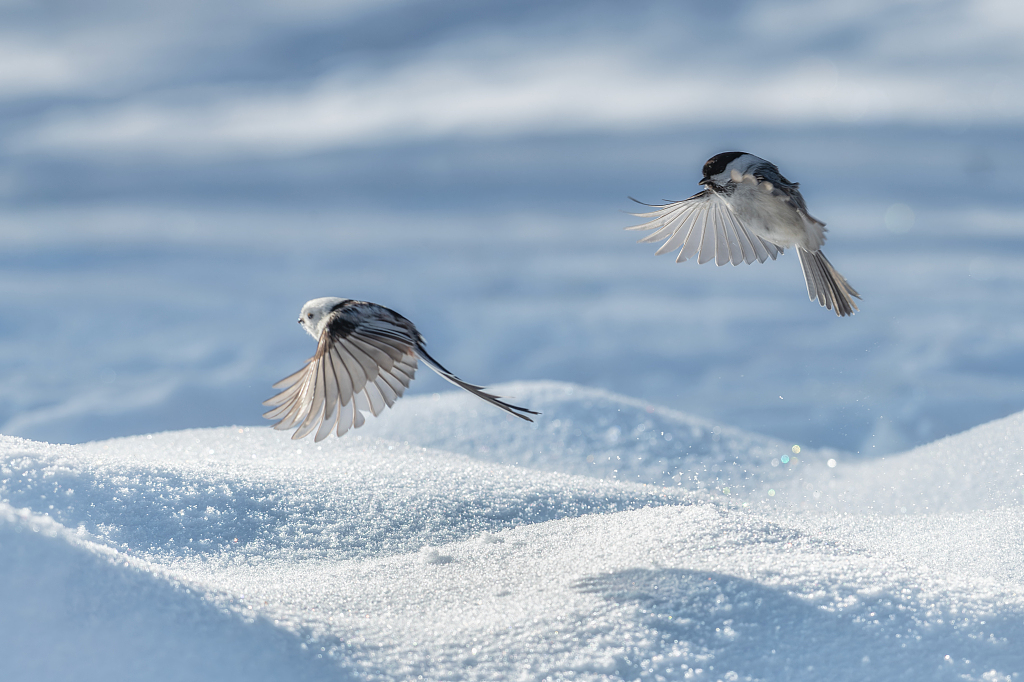 Long-tailed tits fly over a snowfield in the Urban Forest Park in Daqing, Heilongjiang Province on November 28, 2023. /CFP