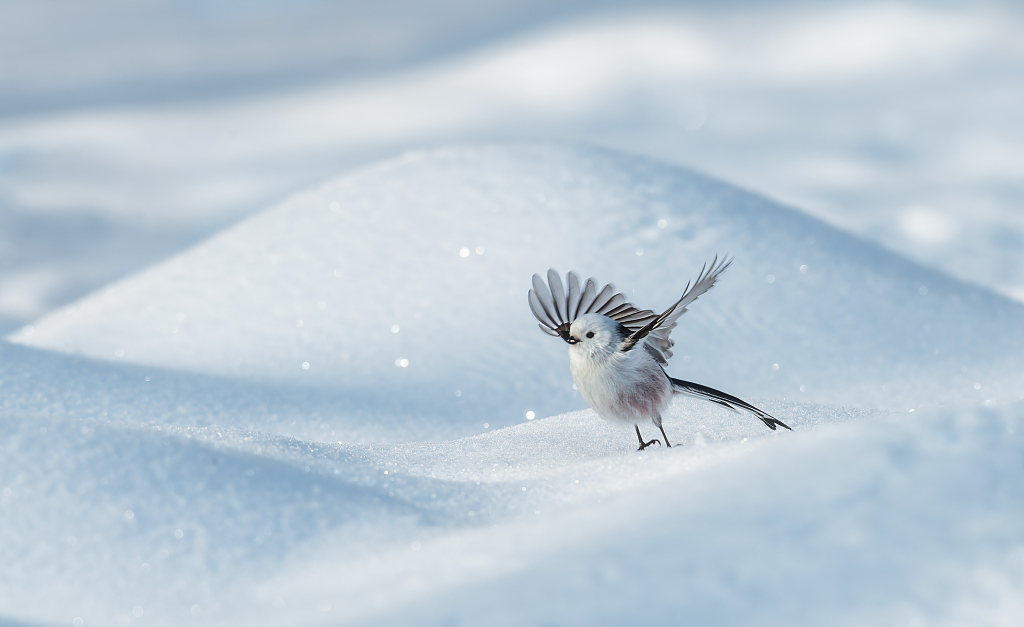 A long-tailed tit flaps its wings in a snowfield in the Urban Forest Park in Daqing, Heilongjiang Province on November 28, 2023. /CFP