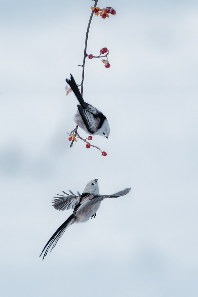 Two long-tailed tits play with each other in the Urban Forest Park in Daqing, Heilongjiang Province on November 28, 2023. /CFP
