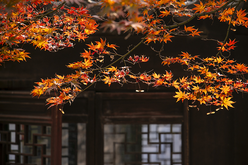 Maple leaves turn red during early winter, adding a bright hue to Ouyuan Garden in Suzhou City, Jiangsu Province, November 28, 2023. /CFP