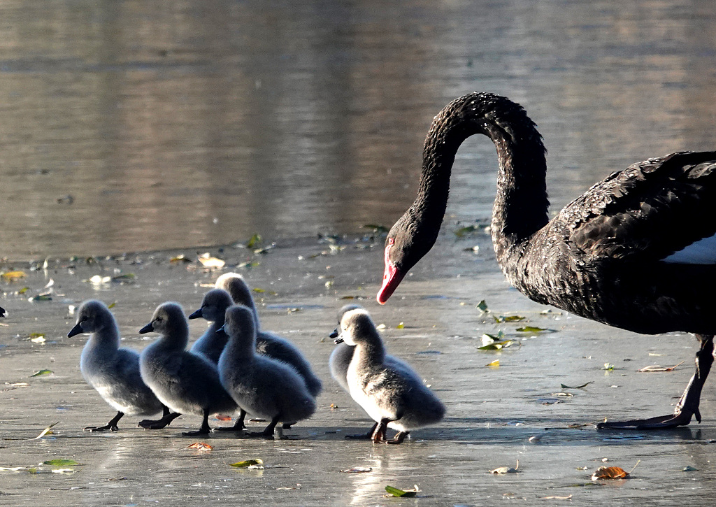 A black swan guides her cygnets onto an ice-covered lake at the Old Summer Palace in Beijing on November 29, 2023. /CFP