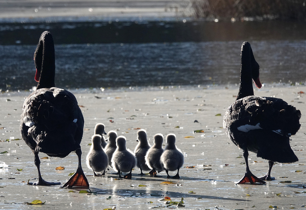 Seven black swan cygnets walk out onto an ice-covered lake guided by their parents at the Old Summer Palace in Beijing on November 29, 2023. /CFP