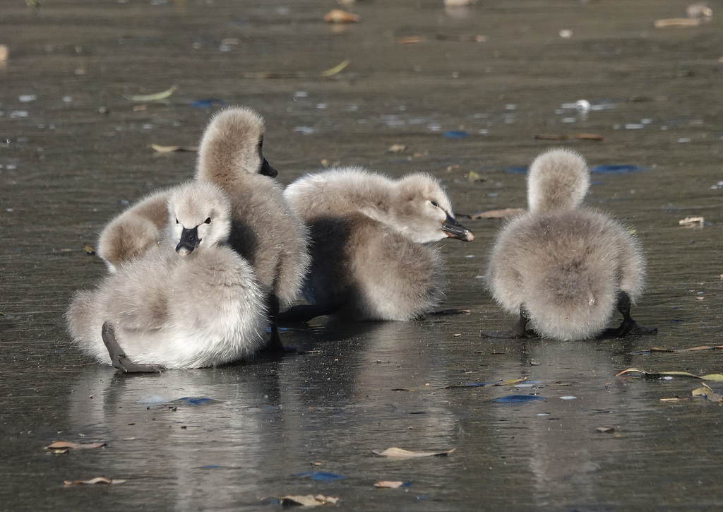 Some of the cygnets slip while walking across an ice-covered lake at the Old Summer Palace in Beijing on November 29, 2023. /CFP