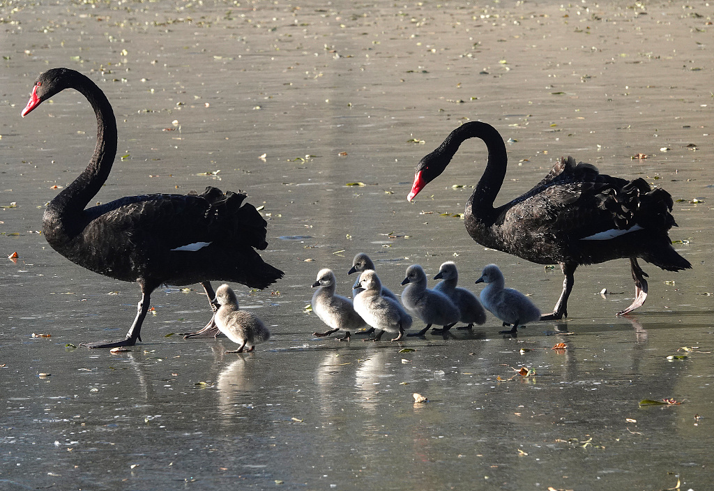 A pair of black swans guard their seven cygnets as they walk across an ice-covered lake at the Old Summer Palace in Beijing on November 29, 2023. /CFP