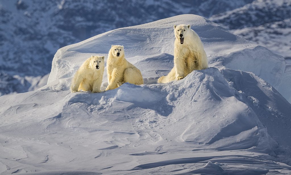 Three polar bears are seen at Baffin Island in Canada. /CFP