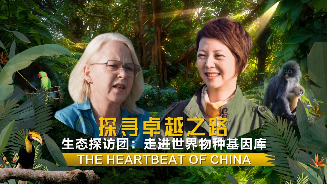Watch: The Heartbeat of China – Out in China's wilds 