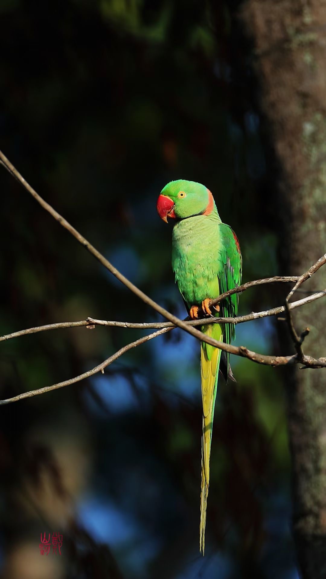 Alexandrine parakeet. /Zheng Shanhe