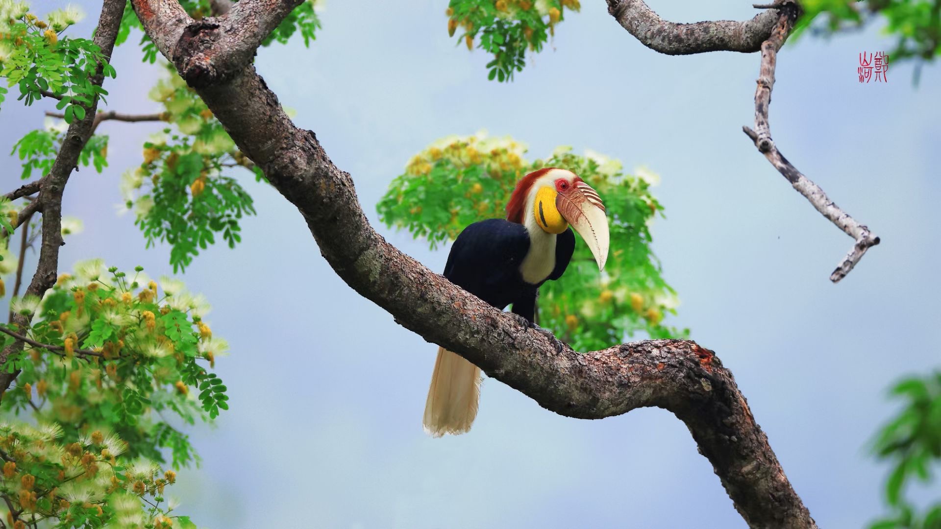 Wreathed hornbill. /Zheng Shanhe